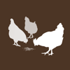 Campolybacter