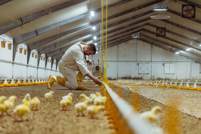 Landmand Jesper Clausen: God dyrevelfærd betaler sig