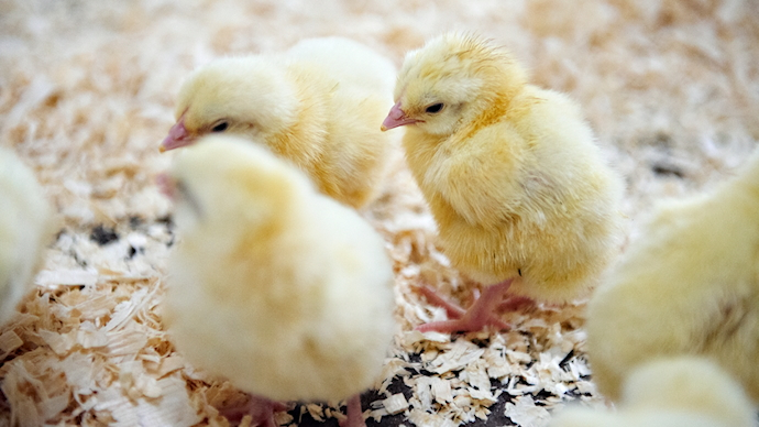 Hos ROSE Kylling er dyrevelfærd en hjertesag