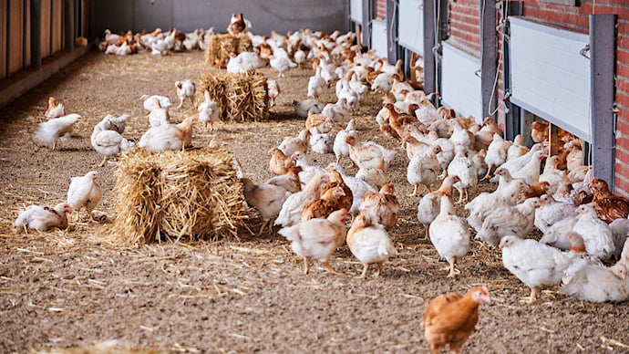 Her er danskernes største misforståelser om kyllings klimaaftryk